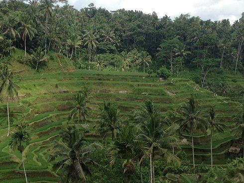 rice terraces