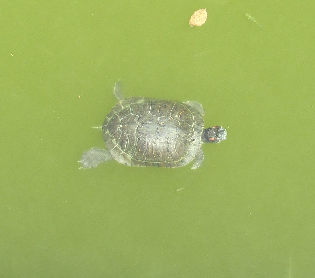 turtle