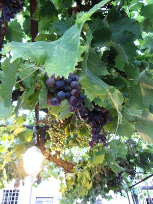 grapes